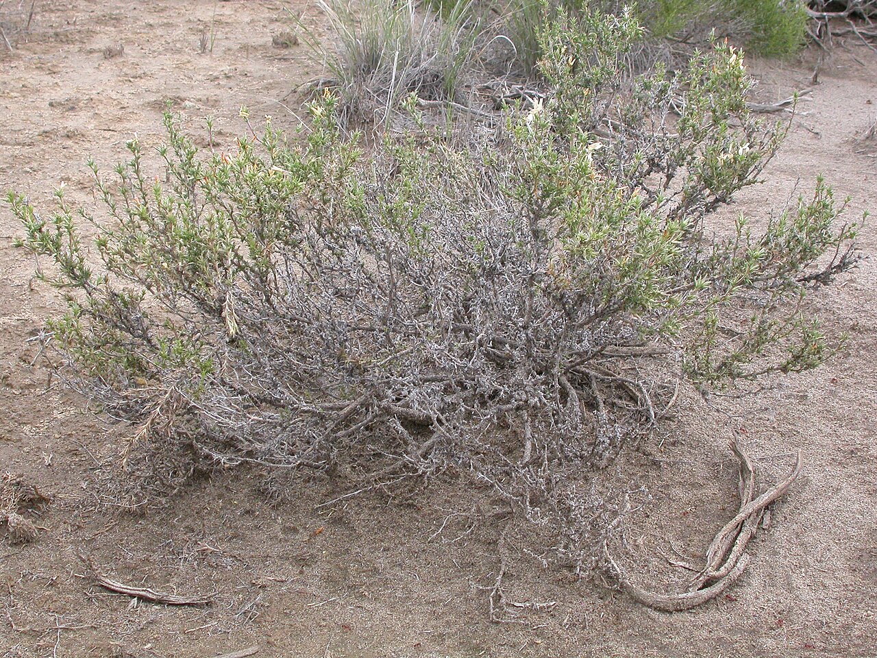 Granite prickly phlox: This is one of the most common shrubs in the sagebrush steppe of this area.