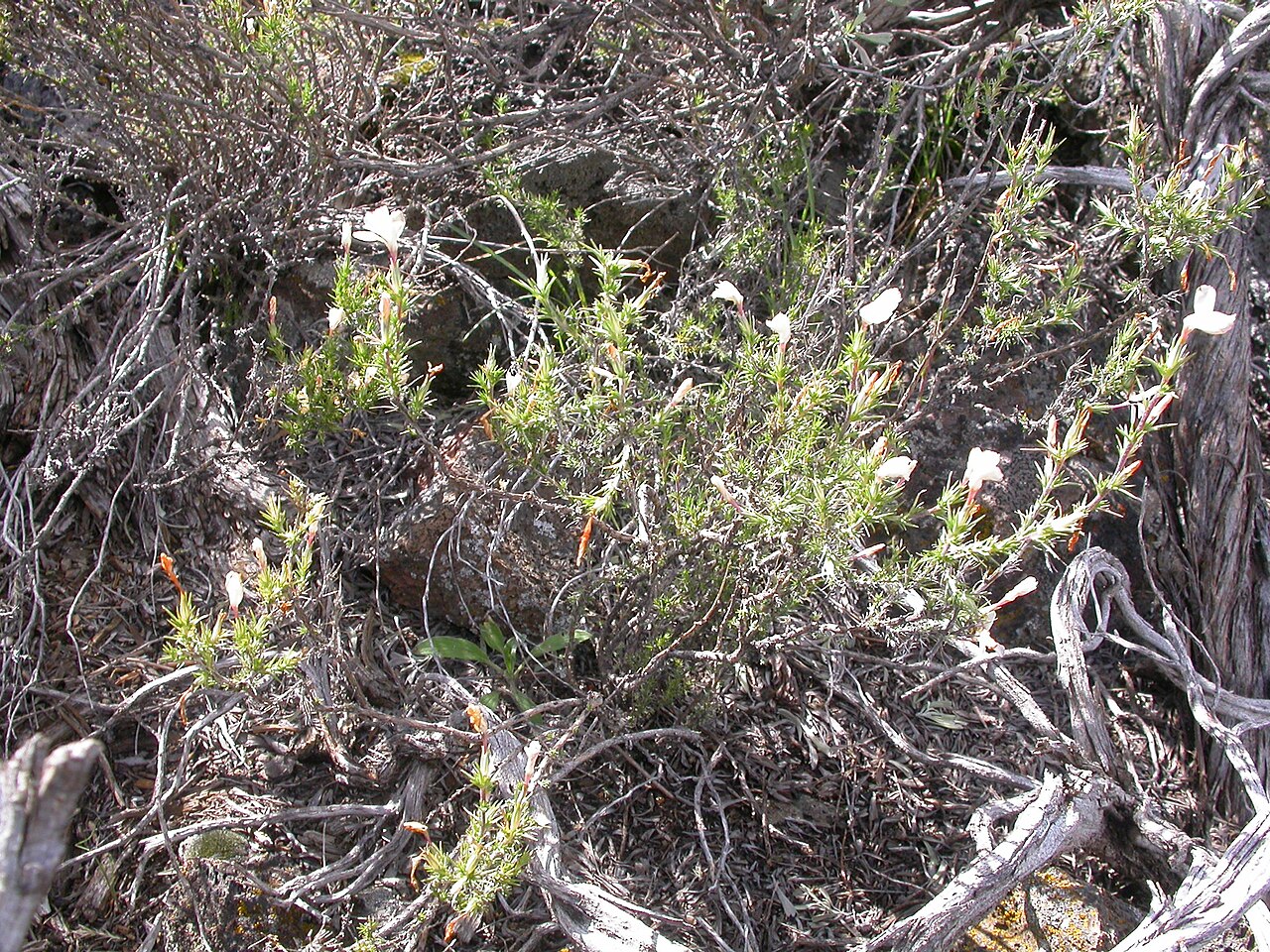 Granite prickly phlox: The mostly white phlox-like corollas become abundant by mid summer.