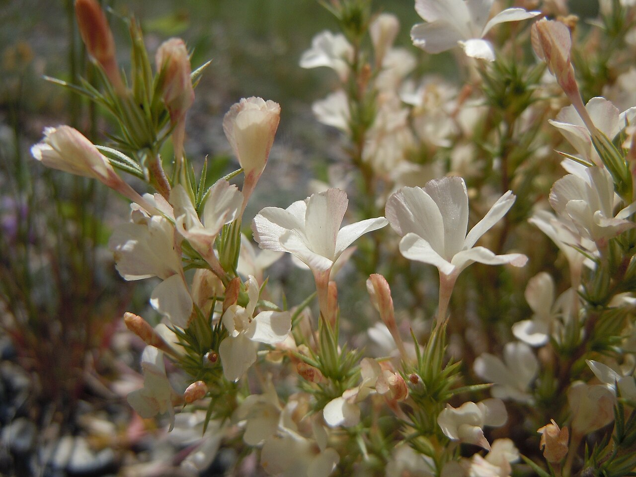 Granite prickly phlox: Prickly phlox is common out in the sagebrush steppe but is usually not found along highways.