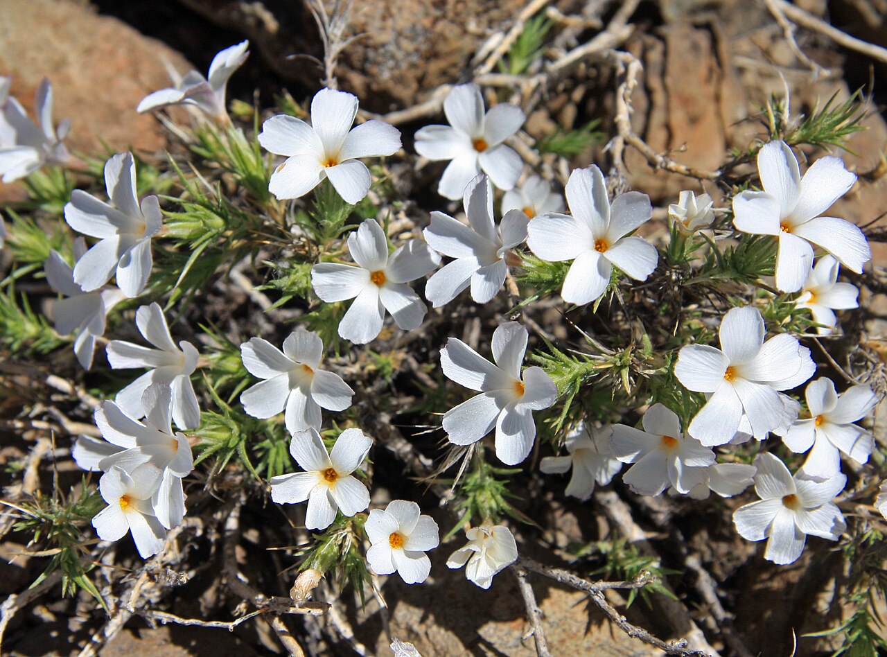 Granite prickly phlox: Granite gilia (Leptodactylon pungens) closeup of 5-petaled, white trumpet flowers with golden center. At 9300ft along High Trail (part of Pacific Crest Trail) f