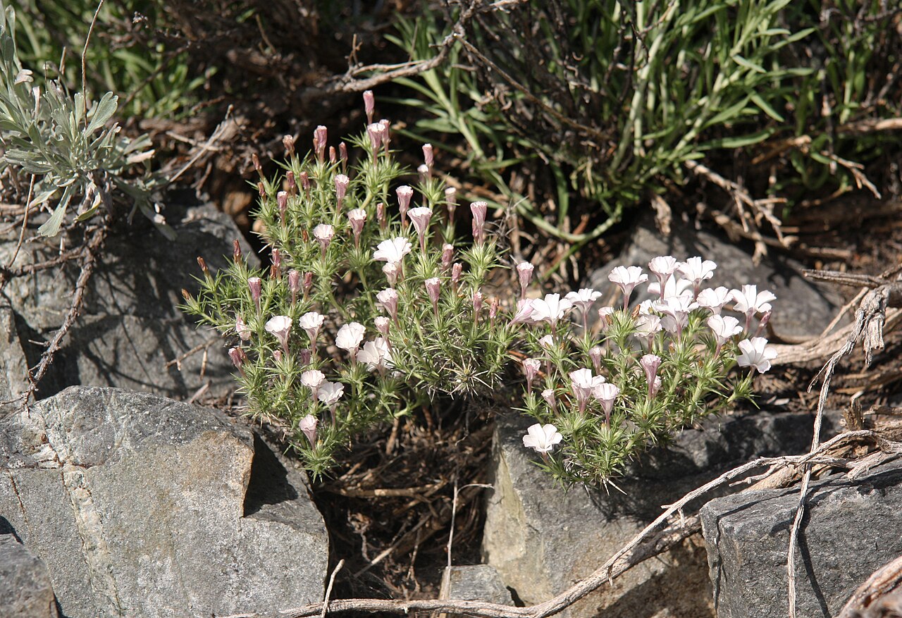 Granite prickly phlox: Granite gilia (Leptodactylon pungens). At 2780m, southeast of Lake George, eastern Sierra Nevada, California.