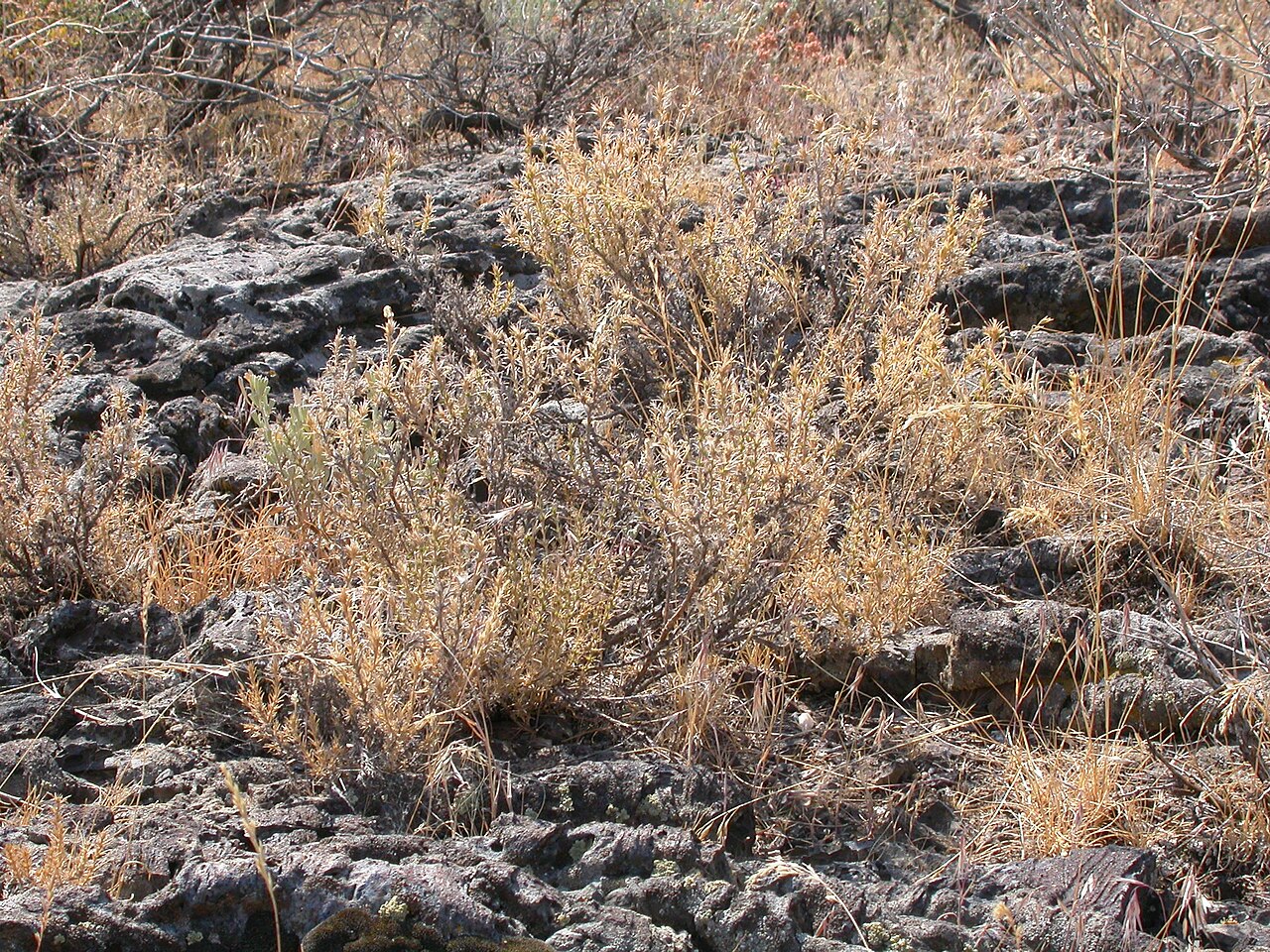 Granite prickly phlox: A common shrub to subshrub in the sagebrush steppe of the Snake River plains especially conspicuous during the fall because of the bristly leaves that become ev
