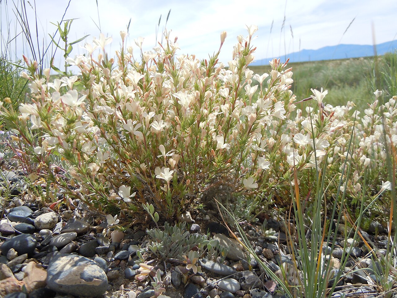 Granite prickly phlox: Prickly phlox is common out in the sagebrush steppe but is usually not found along highways.
