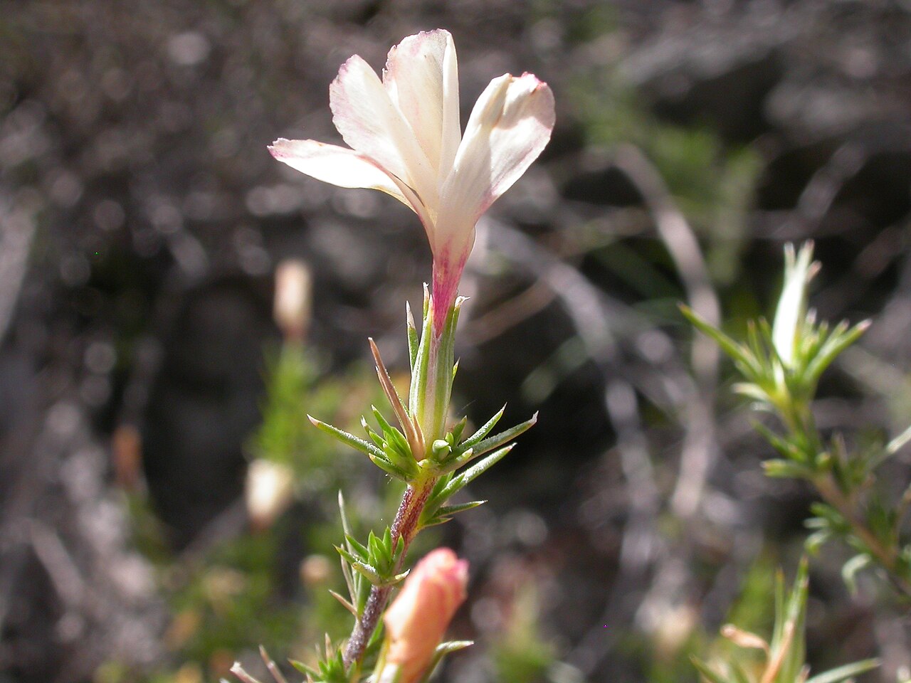 Granite prickly phlox: The mostly white phlox-like corollas become abundant by mid summer.