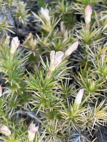 Watson's prickly phlox (Linanthus watsonii)