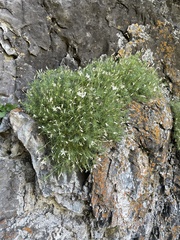 Watson's prickly phlox (Linanthus watsonii)