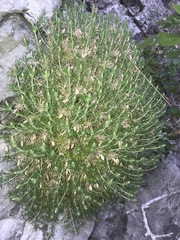 Watson's prickly phlox (Linanthus watsonii)