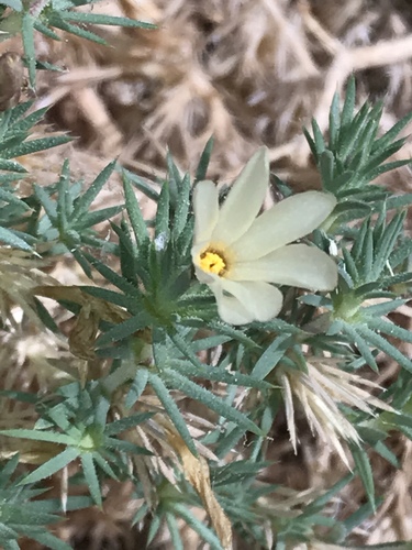 Watson's prickly phlox (Linanthus watsonii)