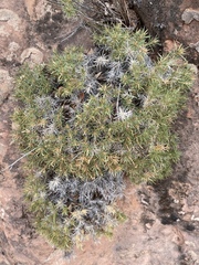 Watson's prickly phlox (Linanthus watsonii)