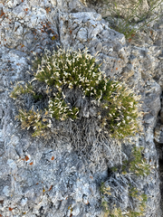 Watson's prickly phlox (Linanthus watsonii)