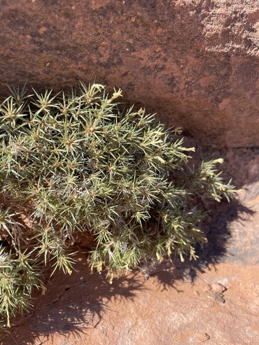 Watson's prickly phlox (Linanthus watsonii)