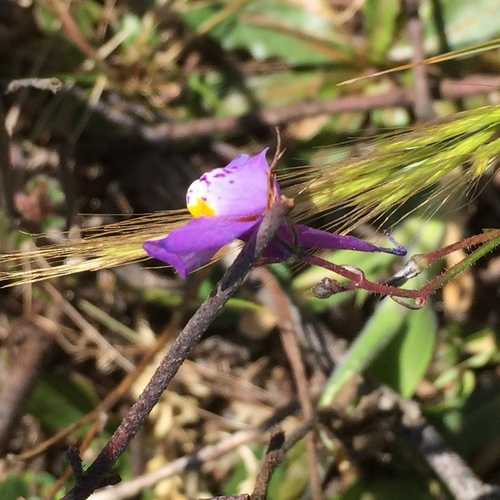 Linaria algarviana (Linaria algarviana)