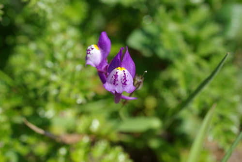 Linaria algarviana (Linaria algarviana)