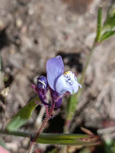 Linaria algarviana (Linaria algarviana)