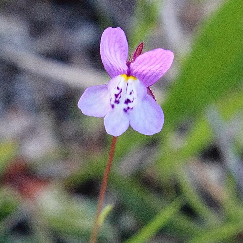 Linaria algarviana: Linaria algarviana Chavannes Reino Plantae Filo Magnoliophyta Classe Magnoliopsida Ordem Lamiales Família Plantaginaceae Género Linaria Nome Comum pombinhas