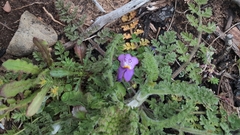 Linaria algarviana (Linaria algarviana)