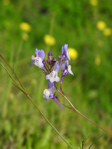 Linaria algarviana (Linaria algarviana)