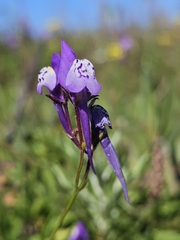 Linaria algarviana (Linaria algarviana)