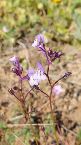Linaria algarviana (Linaria algarviana)