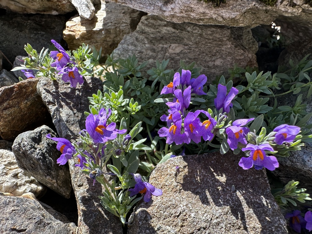 Alpine toadflax (Linaria alpina)