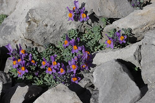 Alpine toadflax: Alpine Toadflax - Linaria alpina