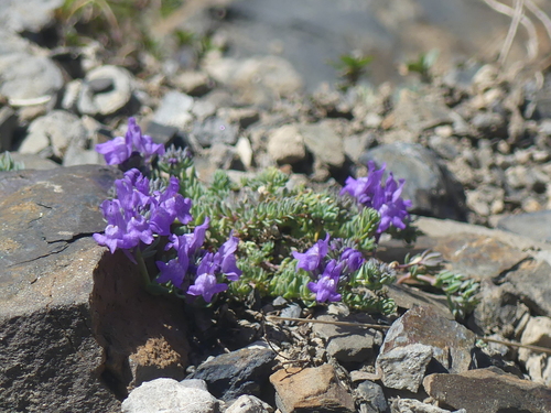 Alpine toadflax (Linaria alpina)