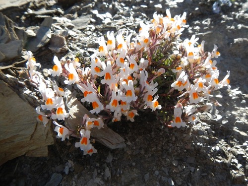 Alpine toadflax (Linaria alpina)