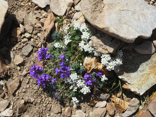 Alpine toadflax (Linaria alpina)