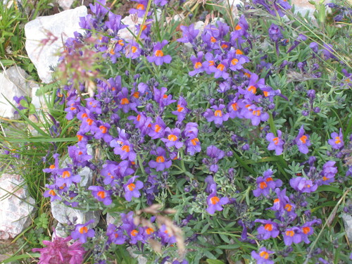 Alpine toadflax (Linaria alpina)
