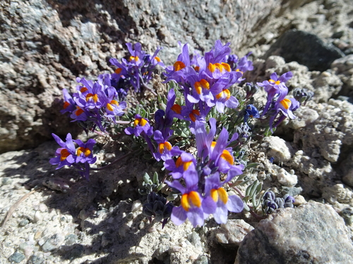 Alpine toadflax (Linaria alpina)