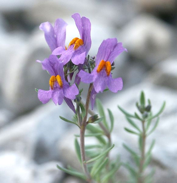 Alpine toadflax (Linaria alpina)