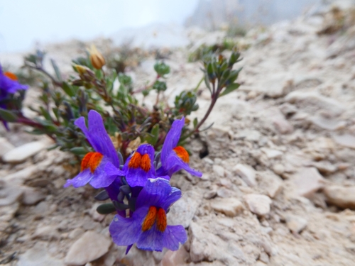 Alpine toadflax (Linaria alpina)