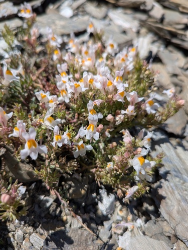 Alpine toadflax (Linaria alpina)