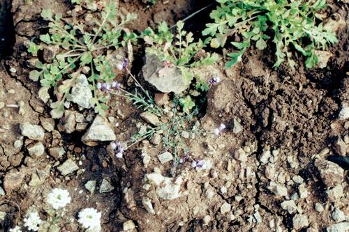 Linaria amethystea (Linaria amethystea)
