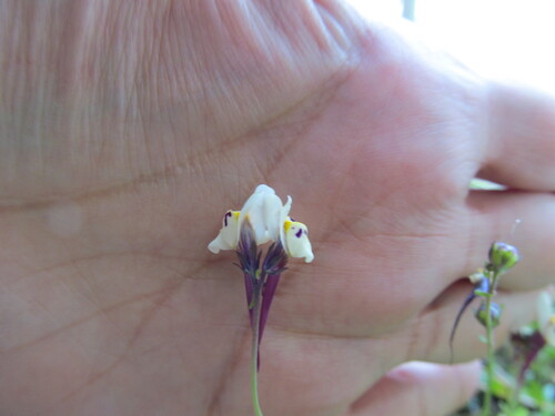 Linaria amethystea (Linaria amethystea)