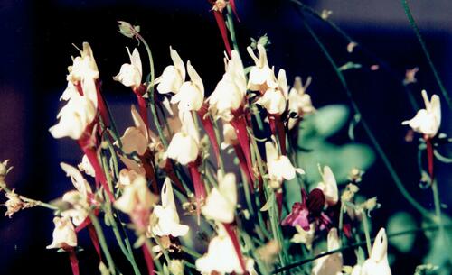 Linaria amethystea (Linaria amethystea)