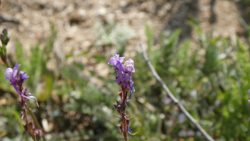 Linaria amethystea (Linaria amethystea)