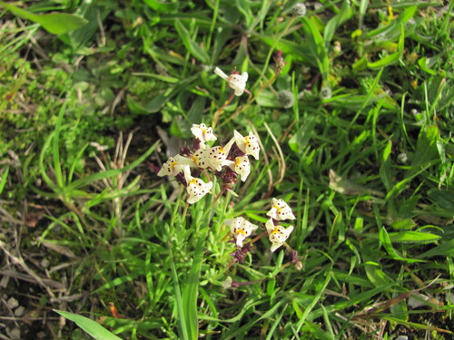 Linaria amethystea (Linaria amethystea)