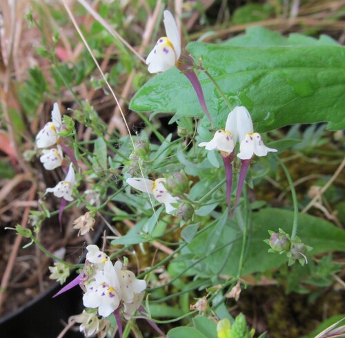 Linaria amethystea (Linaria amethystea)