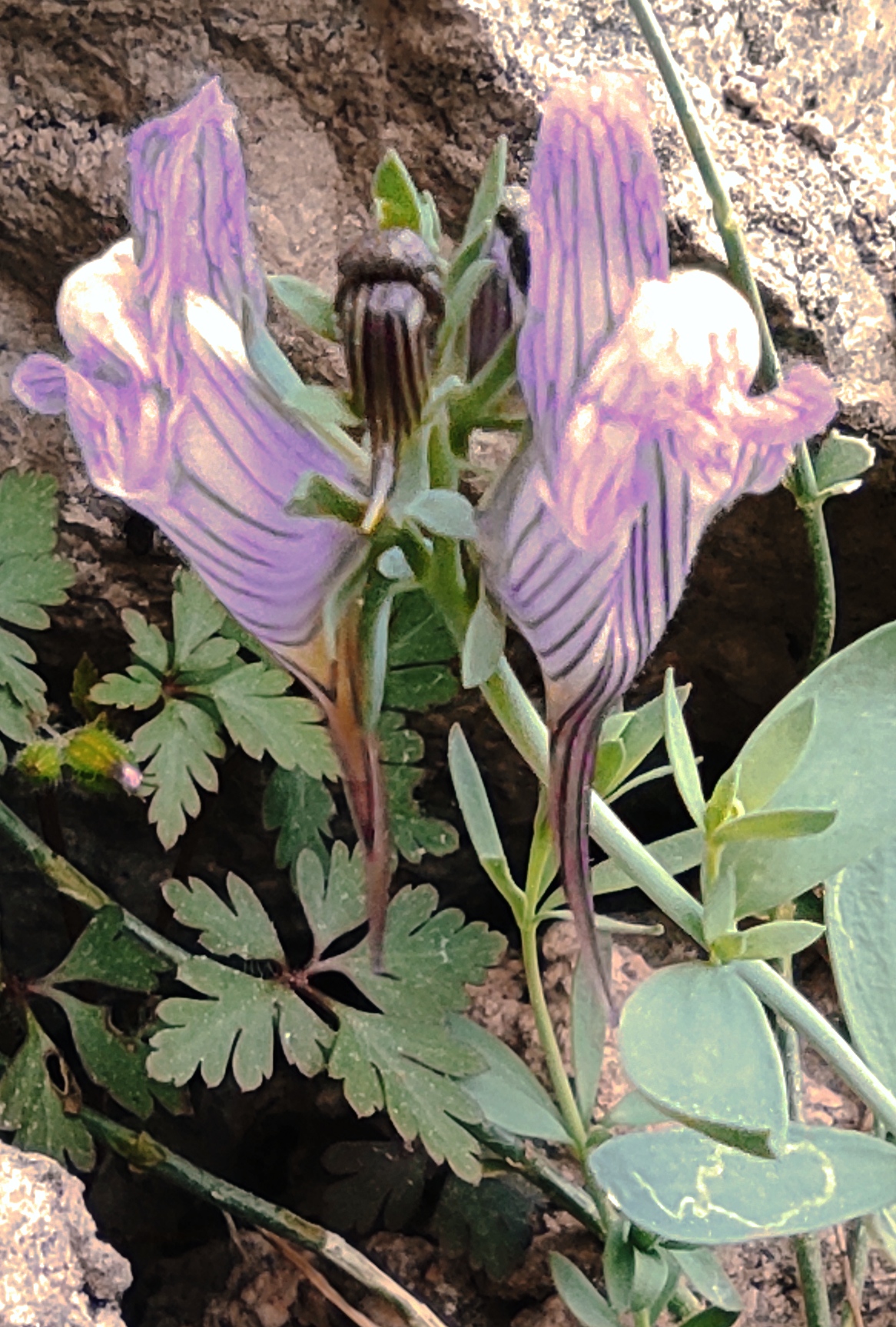 Linaria amethystea: Fotografiada en la sierra del parque natural de Cazorla Segura y las Villas