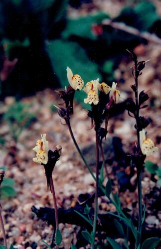 Linaria amethystea (Linaria amethystea)