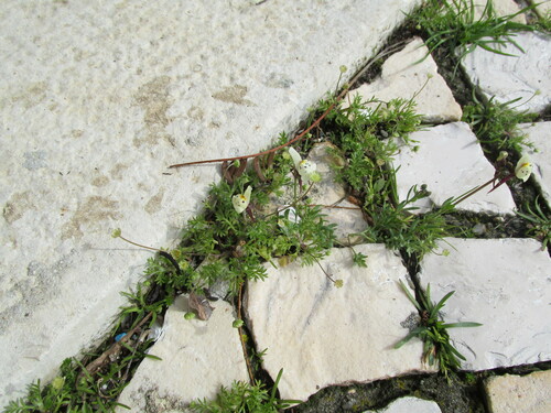 Linaria amethystea (Linaria amethystea)