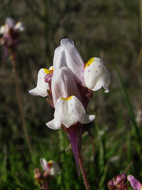 Linaria amethystea: Pequeña planta. de tallos erectos, su corola 10-28mm, de un azul violeta, amarilla o blanca, con paladar por lo general con manchas violetas, en conjunto las fl