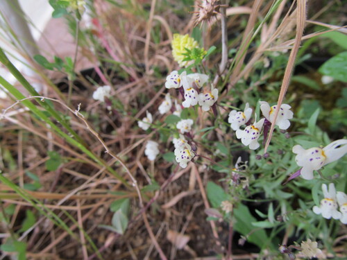 Linaria amethystea (Linaria amethystea)