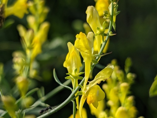 Italian toadflax (Linaria angustissima)