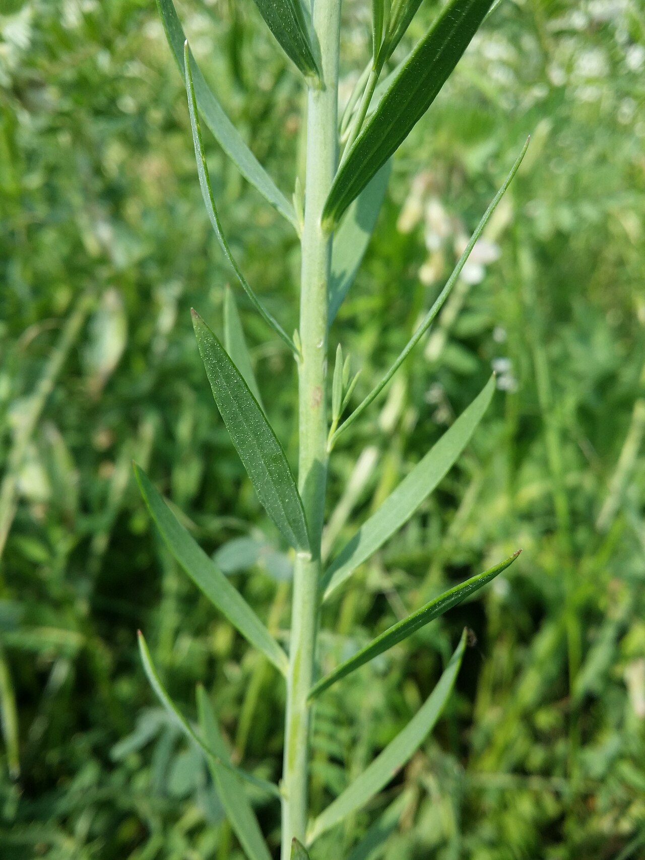 Italian toadflax: Stem with leaves Taxonym: Linaria angustissima ss Fischer et al. EfÖLS 2008 ISBN 978-3-85474-187-9 Location: Vár-hegy NW Verpelét, Heves County, Hungary - ca. 1