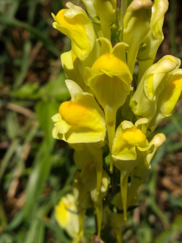 Italian toadflax (Linaria angustissima)