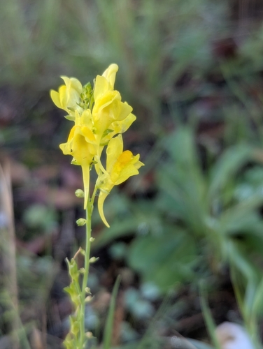 Italian toadflax (Linaria angustissima)
