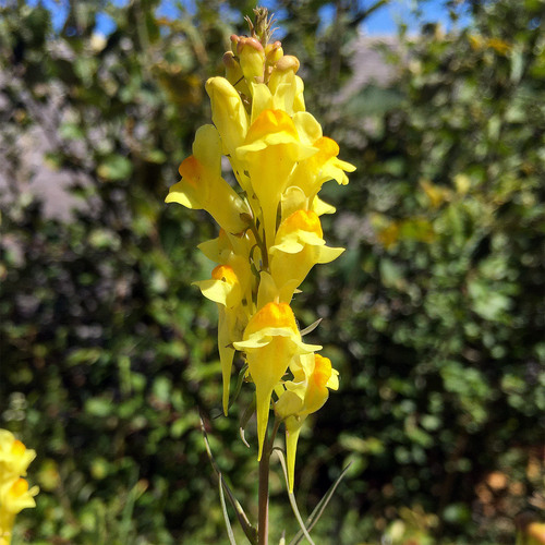 Italian toadflax (Linaria angustissima)