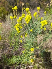Italian toadflax (Linaria angustissima)